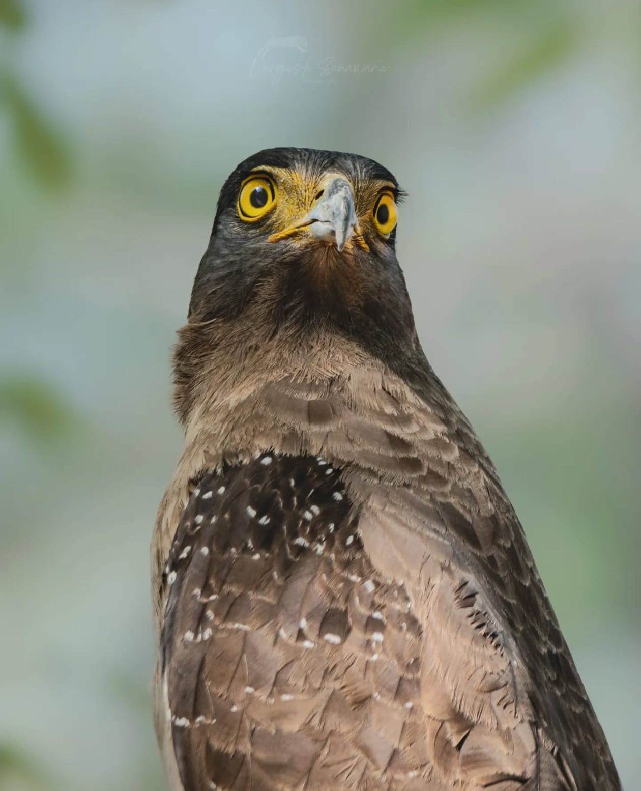 Mogarkasa Conservation Reserve